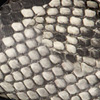 Cobra